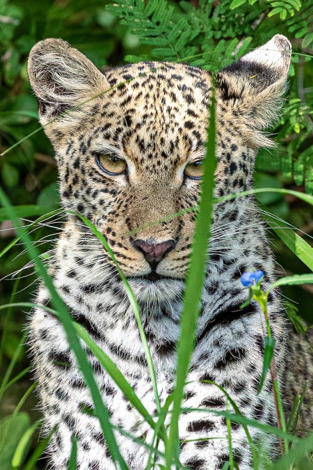 Leopard cub (2).jpg