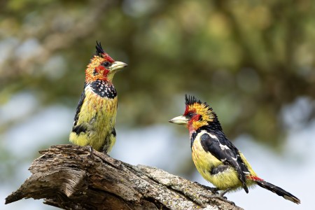 Crested Barbets.jpg