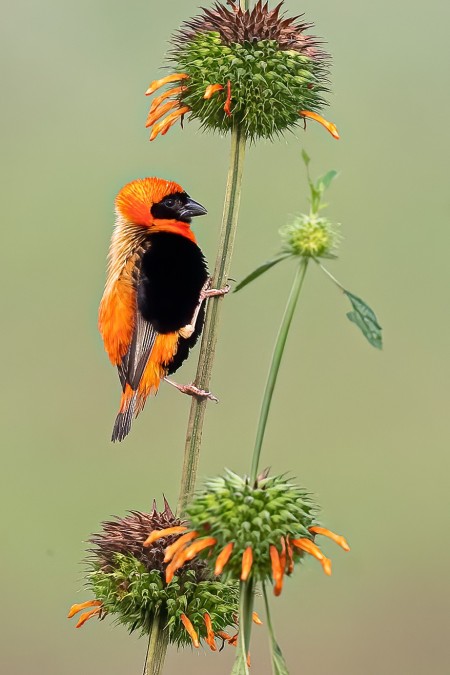 Breeding male Southern Red Bishop.jpg