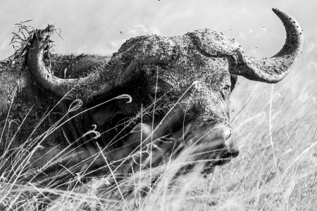 African Buffalo - print.jpg