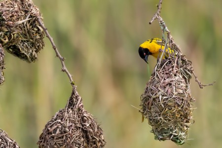 Village Weaver.jpg