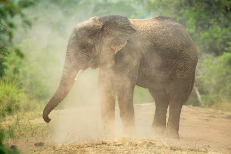 The Dust bath.jpg